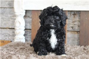 Anthony - Cavapoo for sale