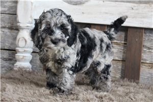 Vale - Cockapoo for sale