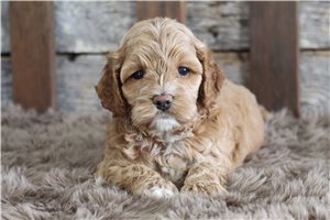 Valerie - Cockapoo for sale