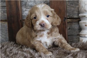 Vermont - puppy for sale