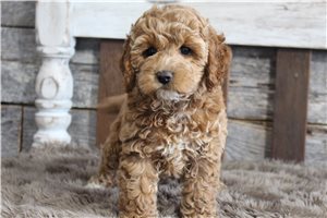 Valerie - Cockapoo for sale
