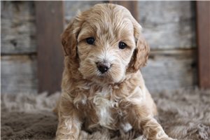 Vicki - Cockapoo for sale