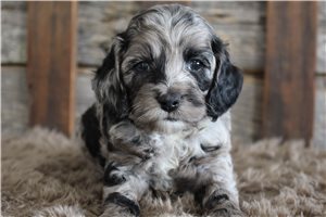 Vale - puppy for sale