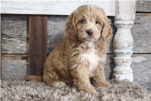 Vermont - Cockapoo for sale