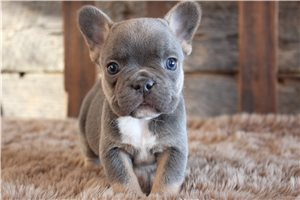 Gregory - puppy for sale