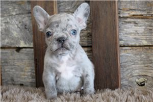 Kingston - French Bulldog for sale