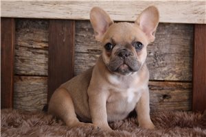 Georgia - puppy for sale