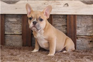 Gianna - puppy for sale