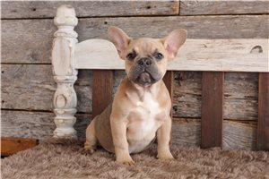 Gidget - French Bulldog for sale