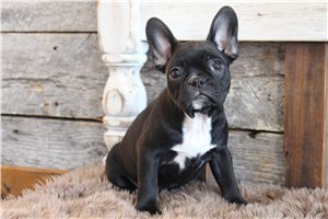 Kara - puppy for sale