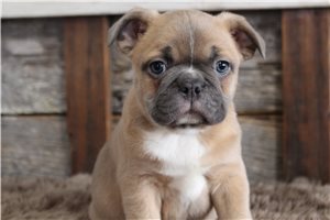Ninja - Frenchton for sale