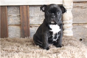 Zack - Frenchton for sale