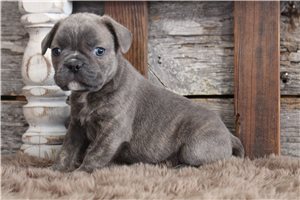 Blake - puppy for sale