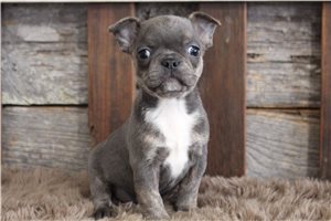 Brielle - puppy for sale