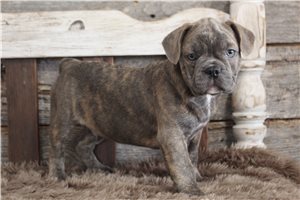 Brooks - puppy for sale