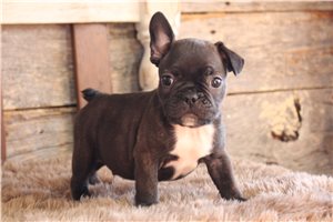 Durant - Frenchton for sale