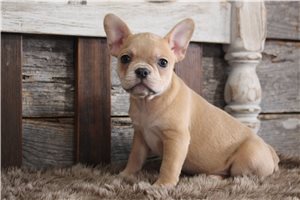Bella - Frenchton for sale