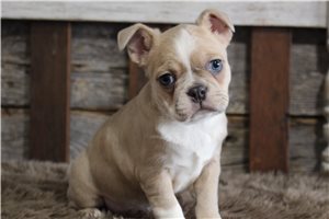 Primrose - puppy for sale