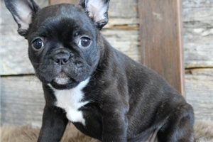 Charlotte - Frenchton for sale