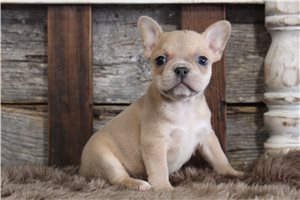 Bella - puppy for sale