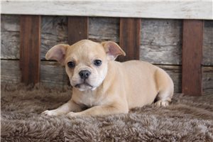 Bella - Frenchton for sale