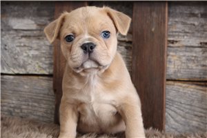 Bennett - puppy for sale