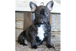 Gabe - Frenchton for sale