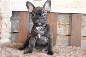 Curtis - Frenchton for sale