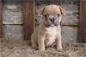 Benjamin - Frenchton for sale