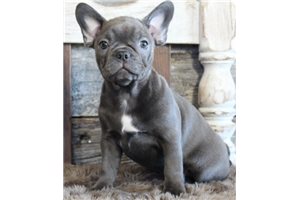 Cora - Frenchton for sale