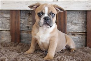 Pepito - Frenchton for sale