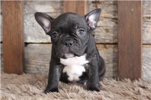 Zavier - Frenchton for sale