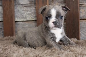 Beau - puppy for sale