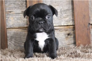Zandra - Frenchton for sale