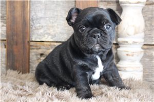 Kiera - Frenchton for sale