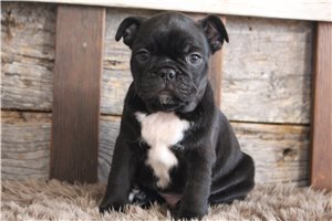 Zane - Frenchton for sale
