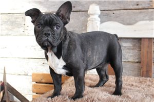 Klaus - Frenchton for sale