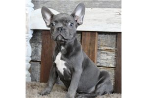 CiCi - Frenchton for sale