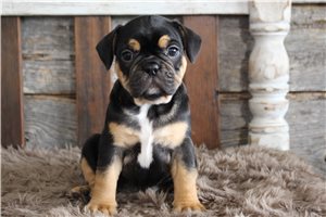 Ava - Frenchton for sale