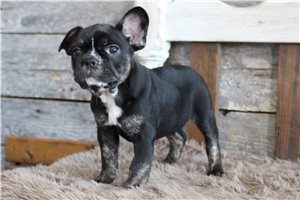 Alexander - Frenchton for sale