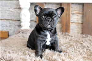 Kiera - Frenchton for sale