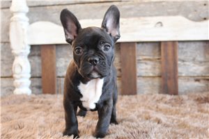Keegan - puppy for sale