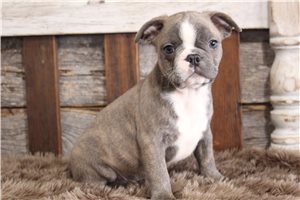 Beau - Frenchton for sale