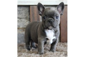 Kit - Frenchton for sale