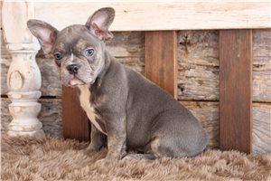 Brooks - puppy for sale