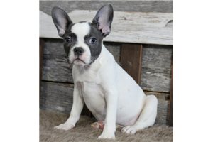 Jenny - Frenchton for sale