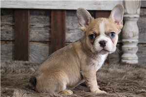 Primadonna - Frenchton for sale