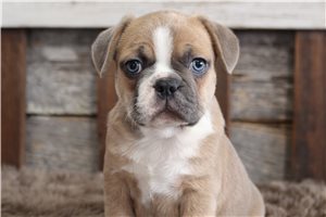 Pepito - puppy for sale