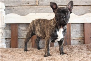 Kline - Frenchton for sale