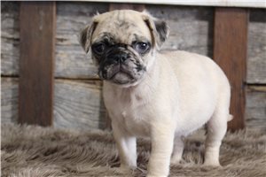 Nile - Pug for sale